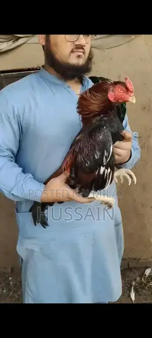 Premium Mianwali Aseel Chickens - High-Quality Poultry Breed