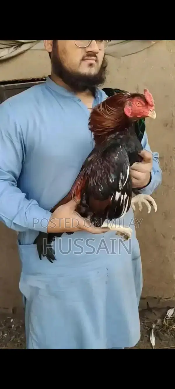 Premium Mianwali Aseel Chickens - High-Quality Poultry Breed