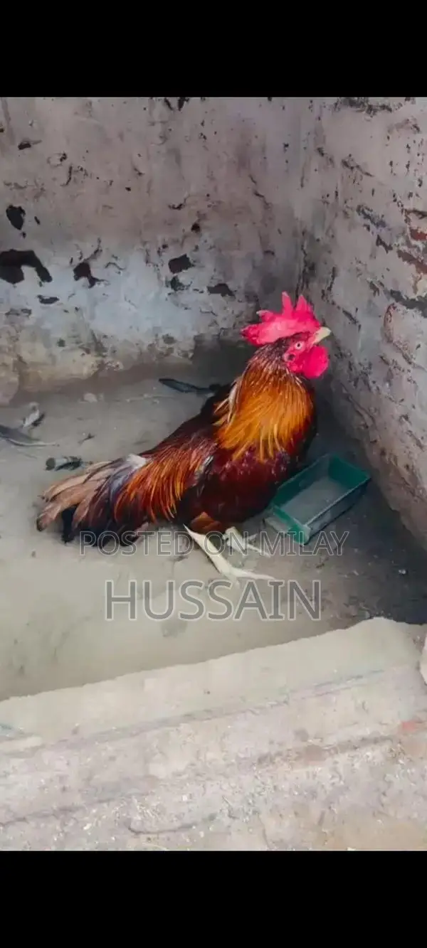 Premium Mianwali Aseel Chickens - High-Quality Poultry Breed