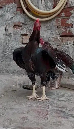 Fresh Premium Whole Chicken - High-Quality Whole Bird, Packed with Fla