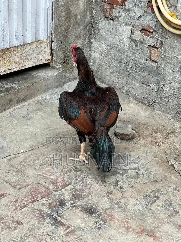 Fresh Premium Whole Chicken - High-Quality Whole Bird, Packed with Fla