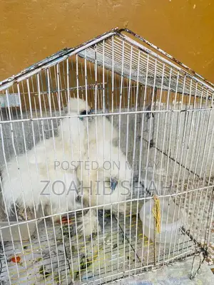 Premium White Silk Bedding Pair - Luxurious Soft Bedroom Linens