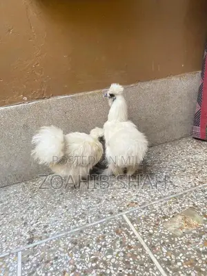 Premium White Silk Bedding Pair - Luxurious Soft Bedroom Linens