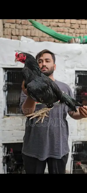 Premium Mianwali Aseel Chickens - High-Quality Poultry Breed