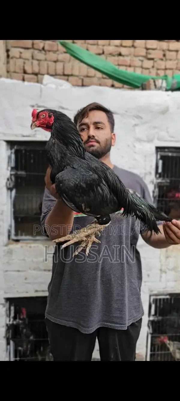 Premium Mianwali Aseel Chickens - High-Quality Poultry Breed