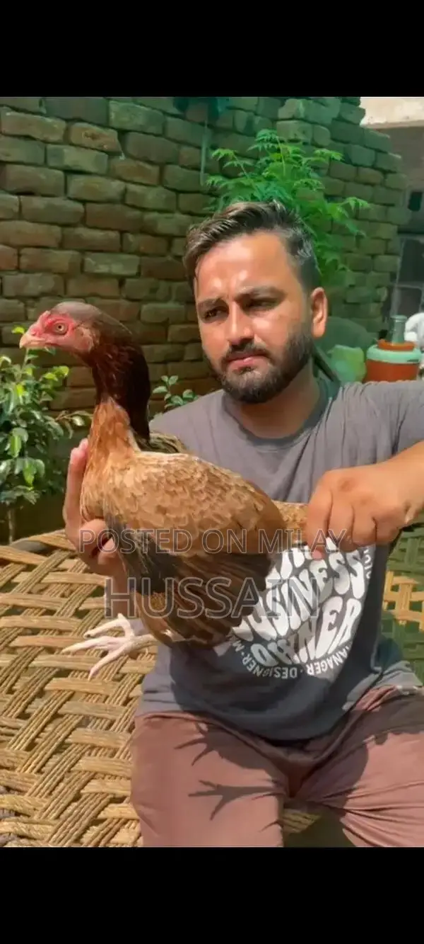 Premium Mianwali Aseel Chickens - High-Quality Poultry Breed