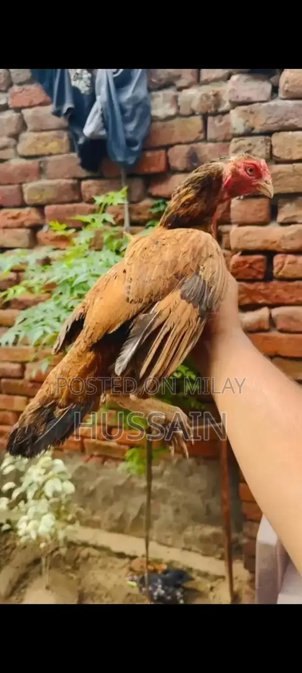 Premium Mianwali Aseel Chickens - High-Quality Poultry Breed