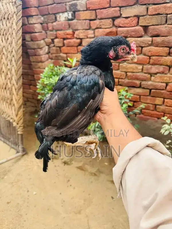 Premium Mianwali Aseel Chickens - High-Quality Poultry Breed