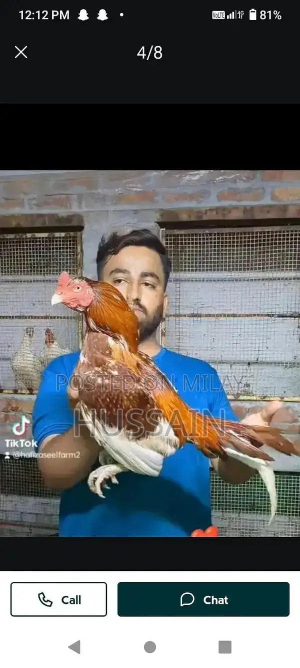 Premium Mianwali Aseel Chickens - High-Quality Poultry Breed