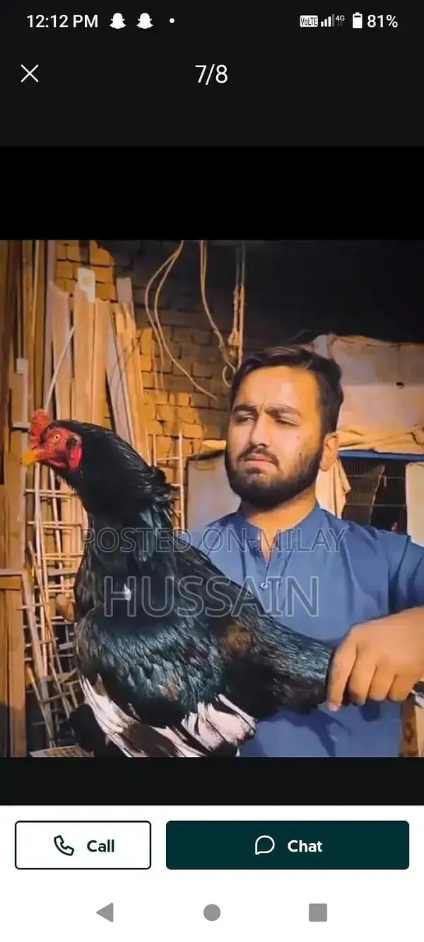 Premium Mianwali Aseel Chickens - High-Quality Poultry Breed