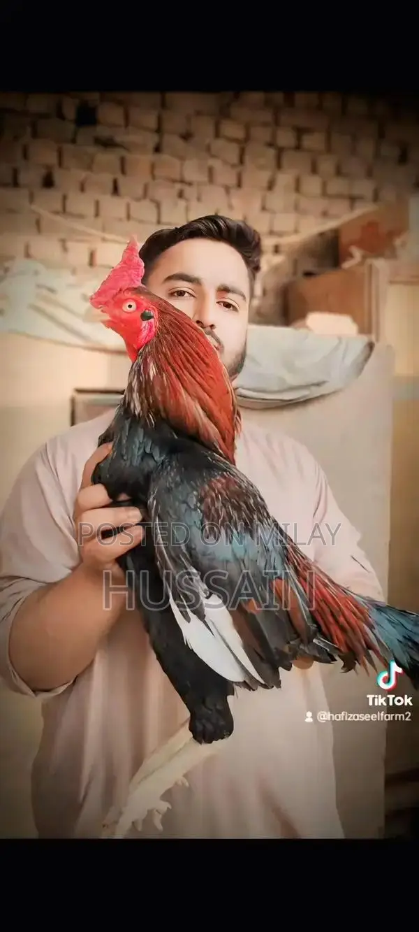Premium Mianwali Aseel Chickens - High-Quality Poultry Breed