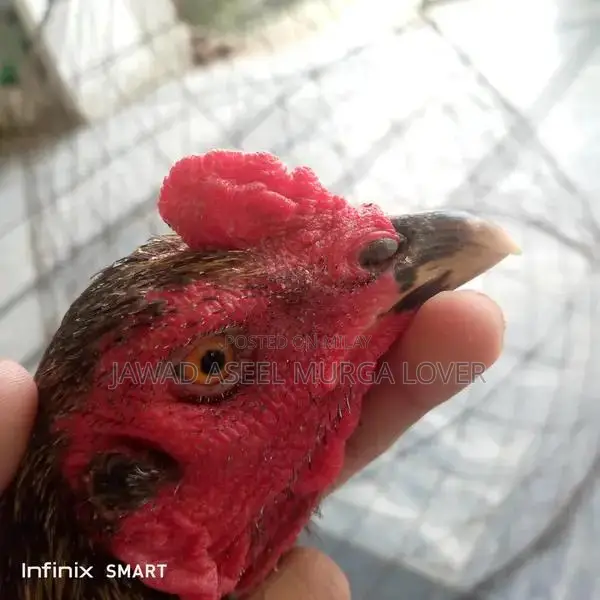 Premium Veitcross Aseel Rooster - High-Quality Poultry Breed