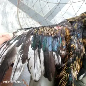 Premium Veitcross Aseel Rooster - High-Quality Poultry Breed