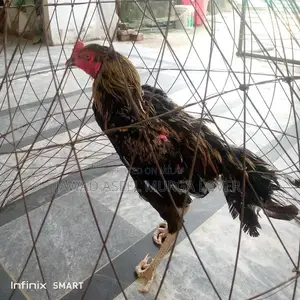 Premium Veitcross Aseel Rooster - High-Quality Poultry Breed