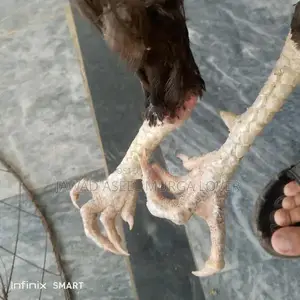 Premium Veitcross Aseel Rooster - High-Quality Poultry Breed