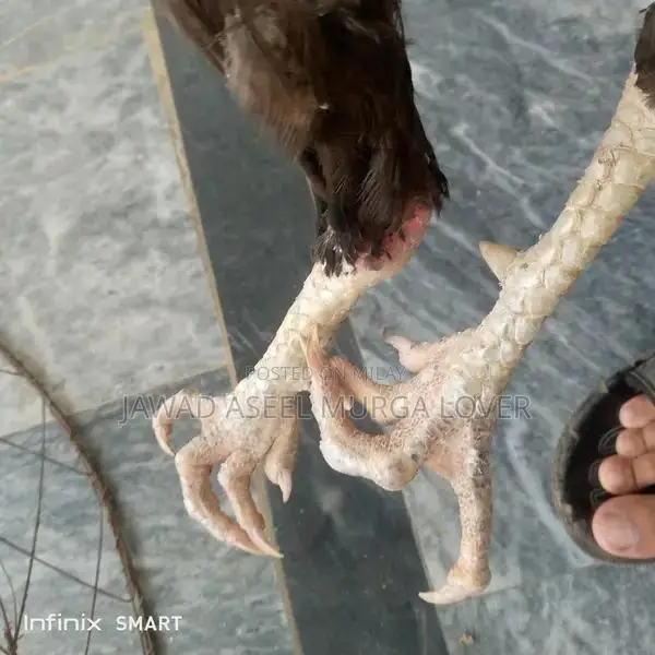 Premium Veitcross Aseel Rooster - High-Quality Poultry Breed