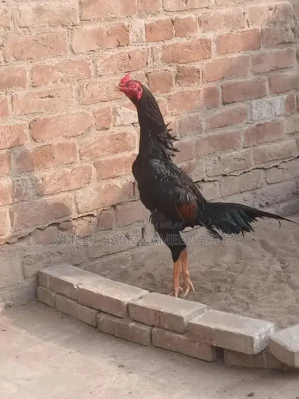 Thai Breed Black Chicken Chicks - Young Poultry for Sale