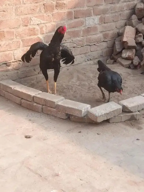 Thai Breed Black Chicken Chicks - Young Poultry for Sale