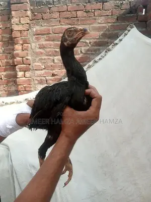 Thai Breed Black Chicken Chicks - Young Poultry for Sale