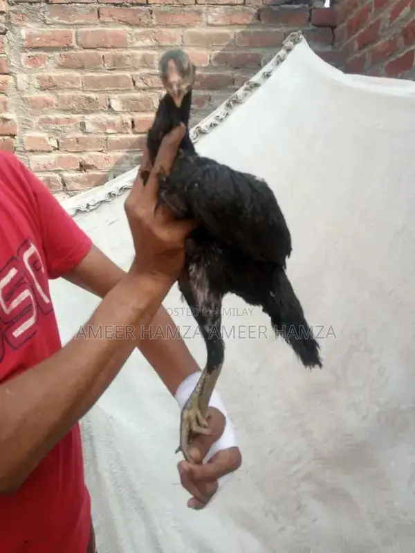 Thai Breed Black Chicken Chicks - Young Poultry for Sale