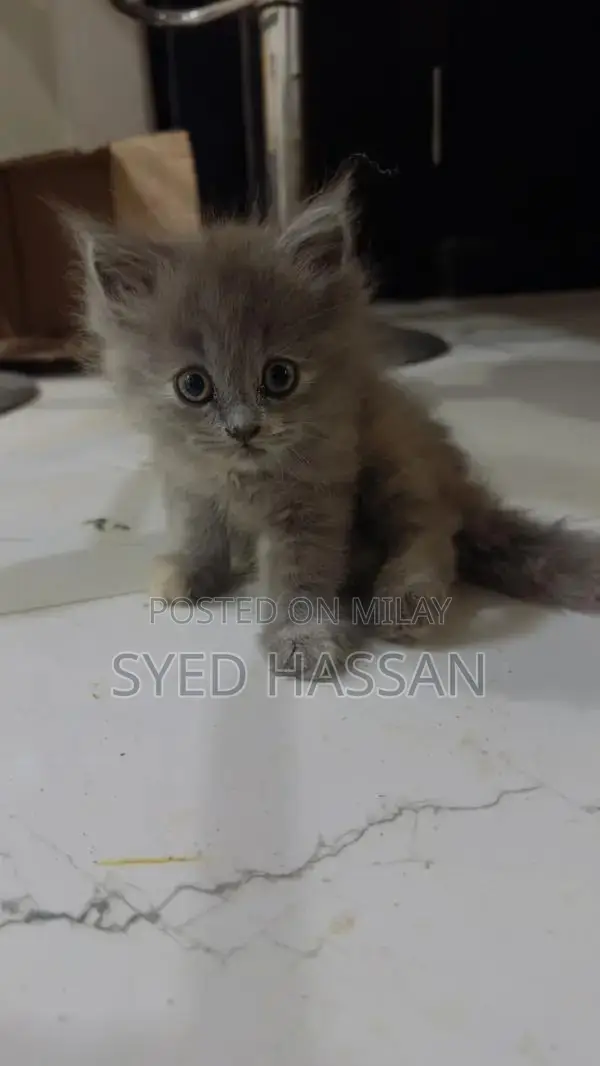 Purebred Persian Kitten - Playful and Social Companion