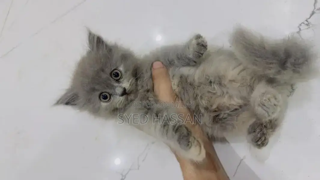 Purebred Persian Kitten - Playful and Social Companion