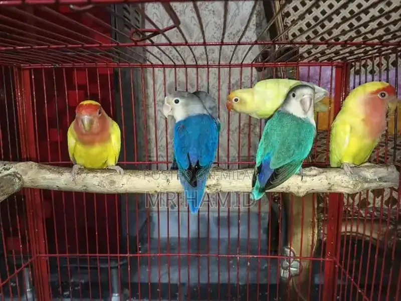 High-Quality Lovebirds Breeder Pairs - Healthy Active Birds