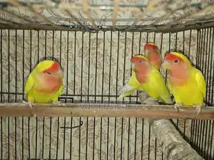 High-Quality Lovebirds Breeder Pairs - Healthy Active Birds