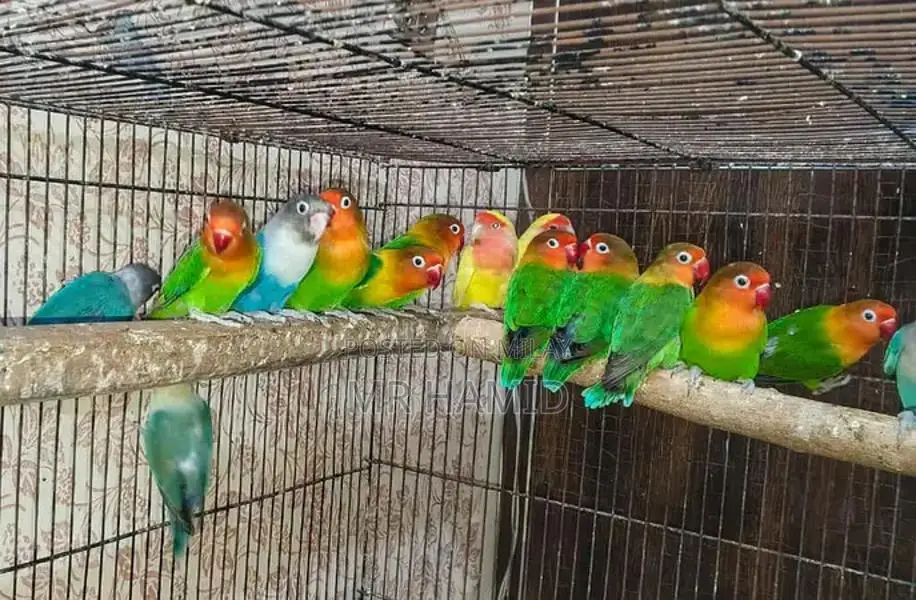 High-Quality Lovebirds Breeder Pairs - Healthy Active Birds
