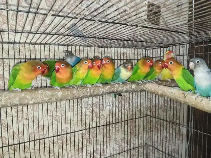 High-Quality Lovebirds Breeder Pairs - Healthy Active Birds