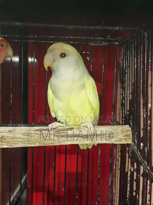 High-Quality Lovebirds Breeder Pairs - Healthy Active Birds