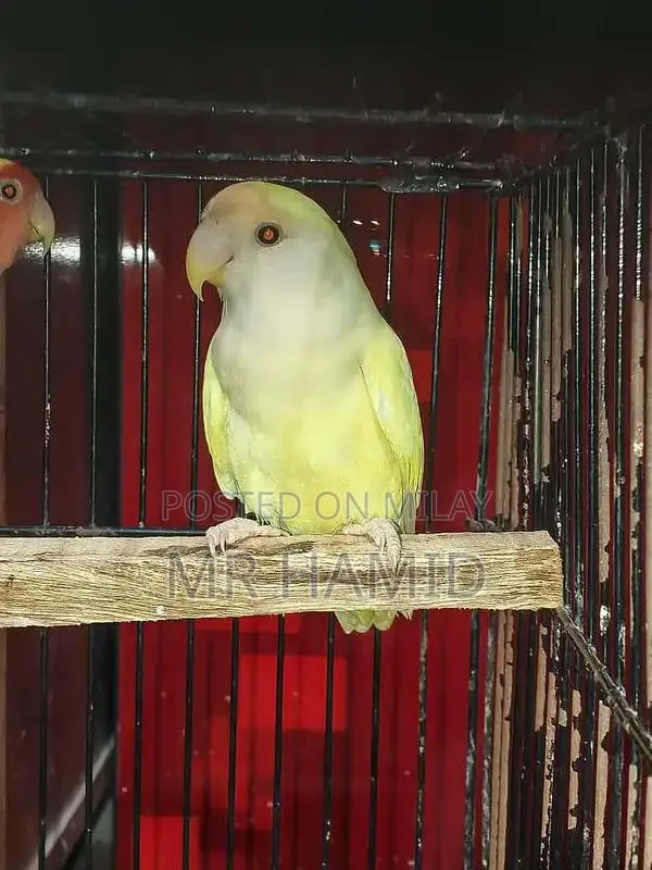 High-Quality Lovebirds Breeder Pairs - Healthy Active Birds