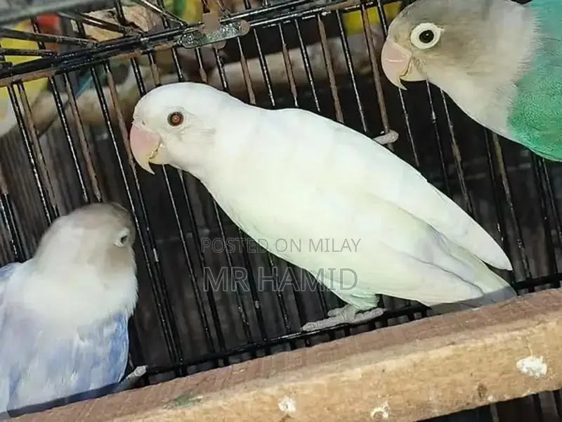 High-Quality Lovebirds Breeder Pairs - Healthy Active Birds