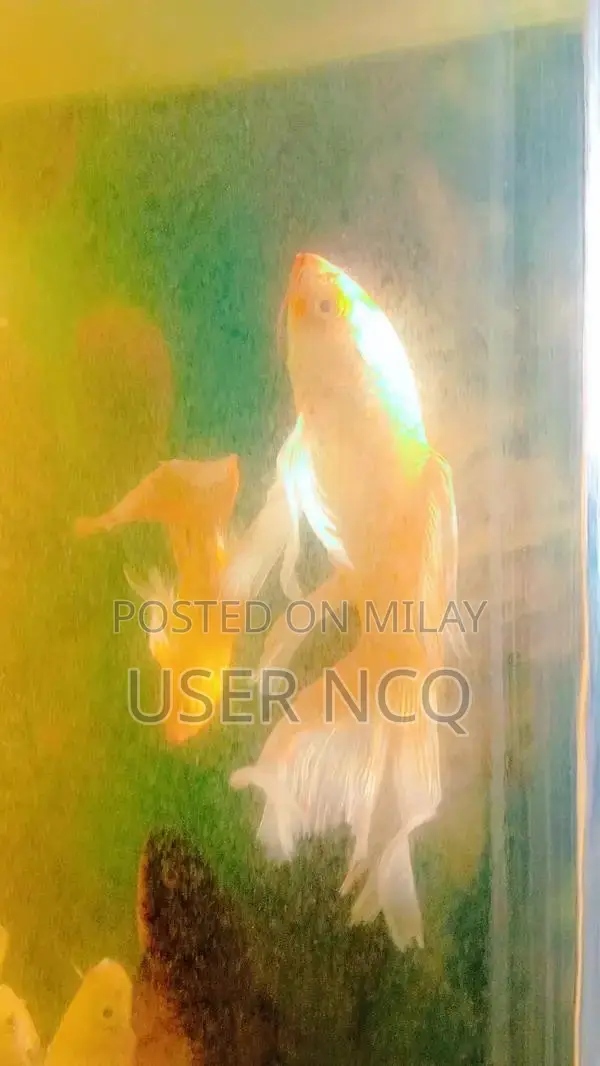 Premium Highfin Diamond Japanese Koi - Large Ornamental Fish