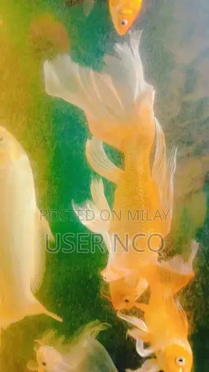 Premium Highfin Diamond Japanese Koi - Large Ornamental Fish