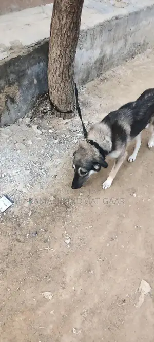 Photo - Afghan Kuchi Dog - Traditional Central Asian Shepherd Breed