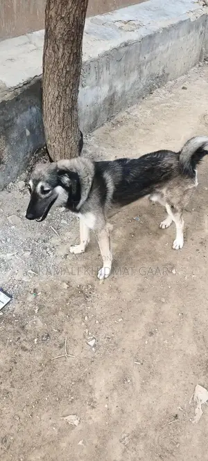 Afghan Kuchi Dog - Traditional Central Asian Shepherd Breed