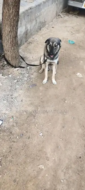 Afghan Kuchi Dog - Traditional Central Asian Shepherd Breed