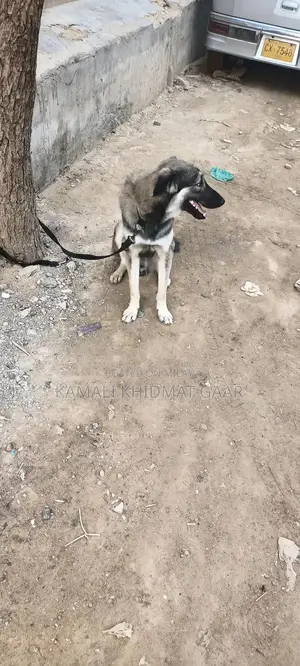 Afghan Kuchi Dog - Traditional Central Asian Shepherd Breed
