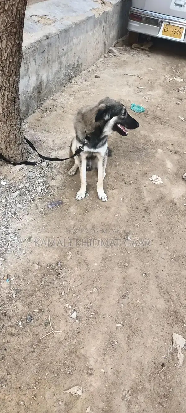 Afghan Kuchi Dog - Traditional Central Asian Shepherd Breed