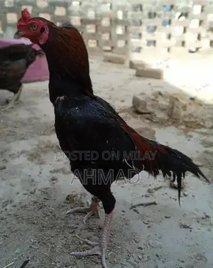 Aseel Mianwali Rooster - Purebred Gamecock from Traditional Pakistani