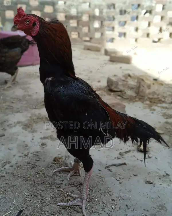 Aseel Mianwali Rooster - Purebred Gamecock from Traditional Pakistani