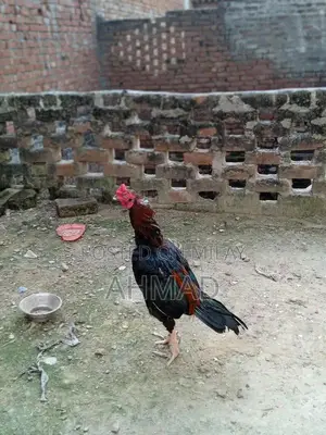 Aseel Mianwali Rooster - Purebred Gamecock from Traditional Pakistani