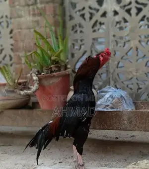 Aseel Mianwali Rooster - Purebred Gamecock from Traditional Pakistani