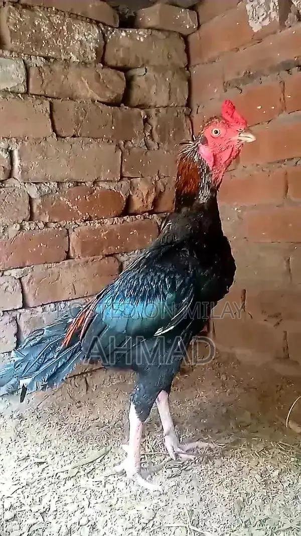 Aseel Mianwali Rooster - Purebred Gamecock from Traditional Pakistani