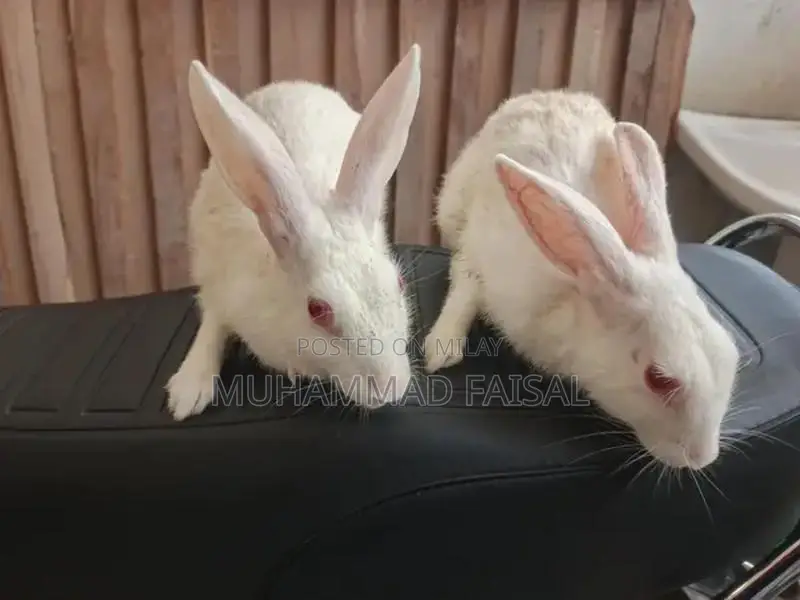 Pair of White Red-Eyed Rabbits - Healthy Breeding Pair