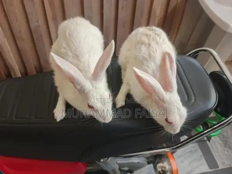 Pair of White Red-Eyed Rabbits - Healthy Breeding Pair