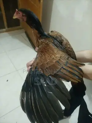 Premium Quality Aseel Hens - Hardy Traditional Breed