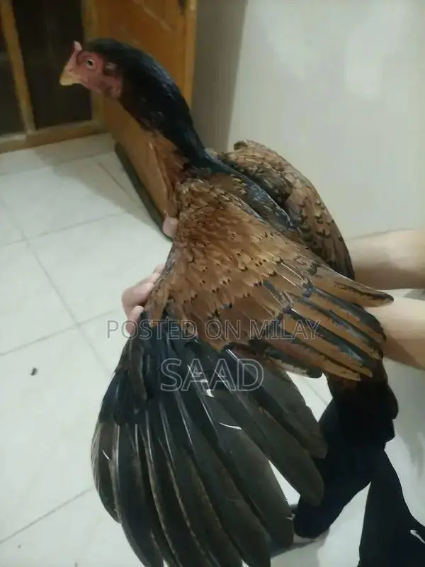 Premium Quality Aseel Hens - Hardy Traditional Breed