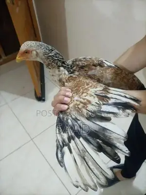 Premium Quality Aseel Hens - Hardy Traditional Breed